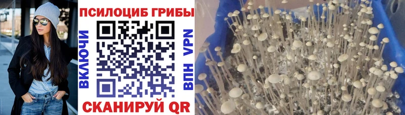 Псилоцибиновые грибы Cubensis Анадырь